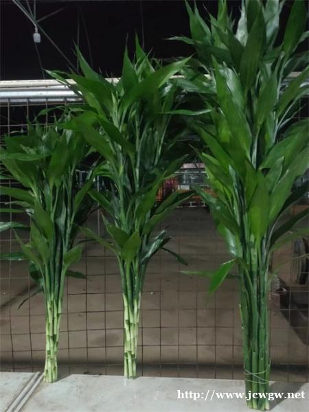 海南富贵竹基地-海南富贵竹批发