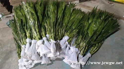 海南富贵竹基地，海南富贵竹批发，海南富贵竹订购